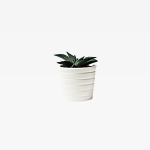 Plants Pots