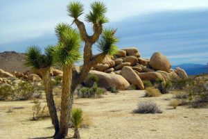open-desert_blog