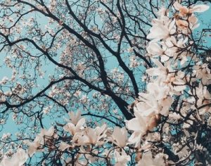 spring