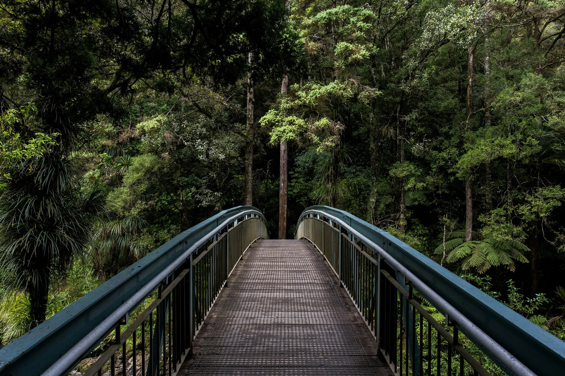 Forest path