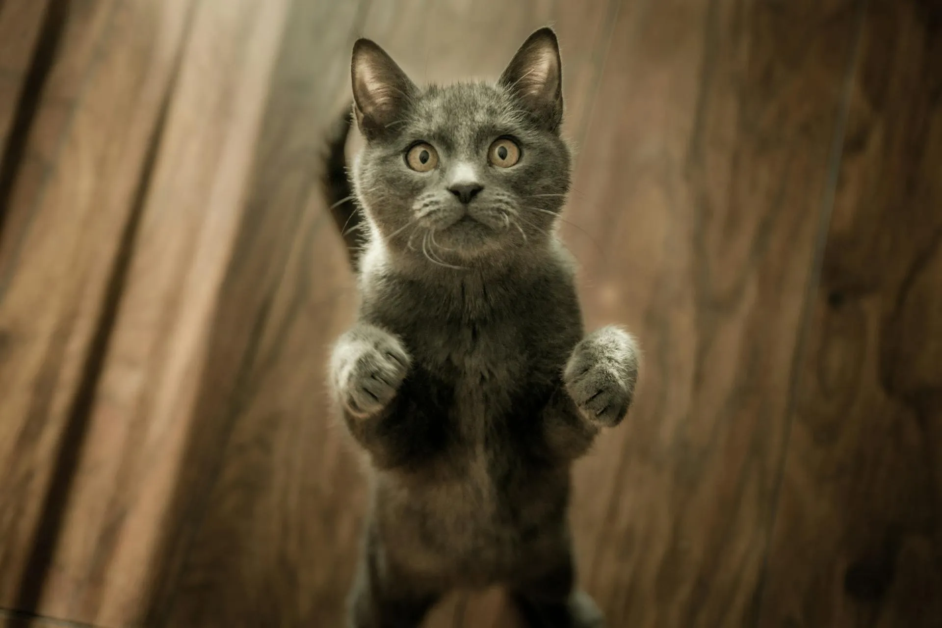 Cat Nutrition
