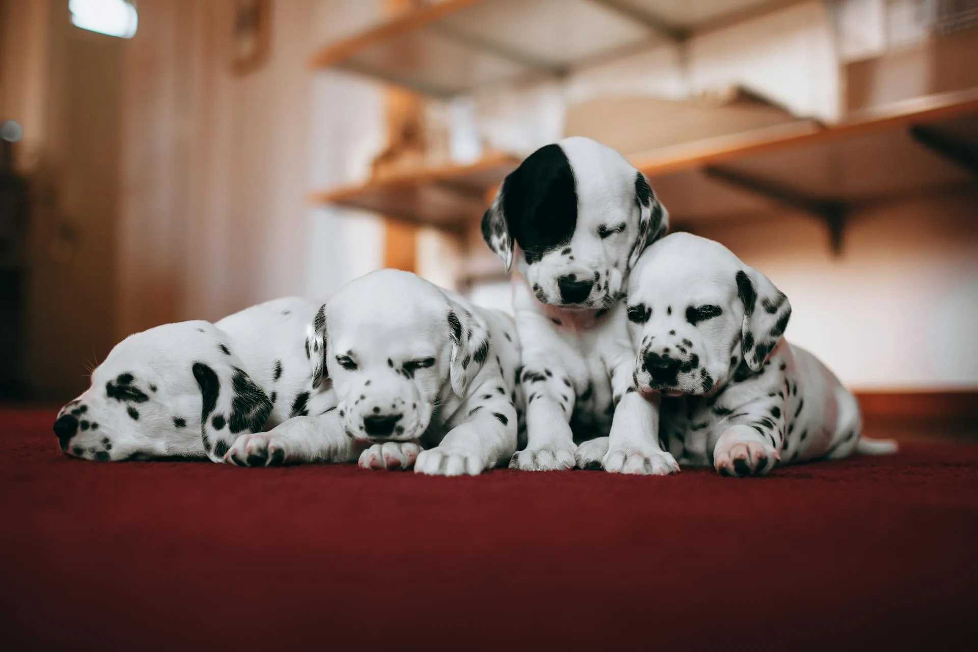 Dog Training