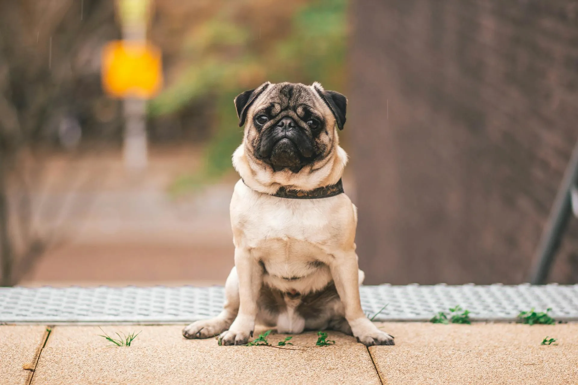 Rex - Rottweiler