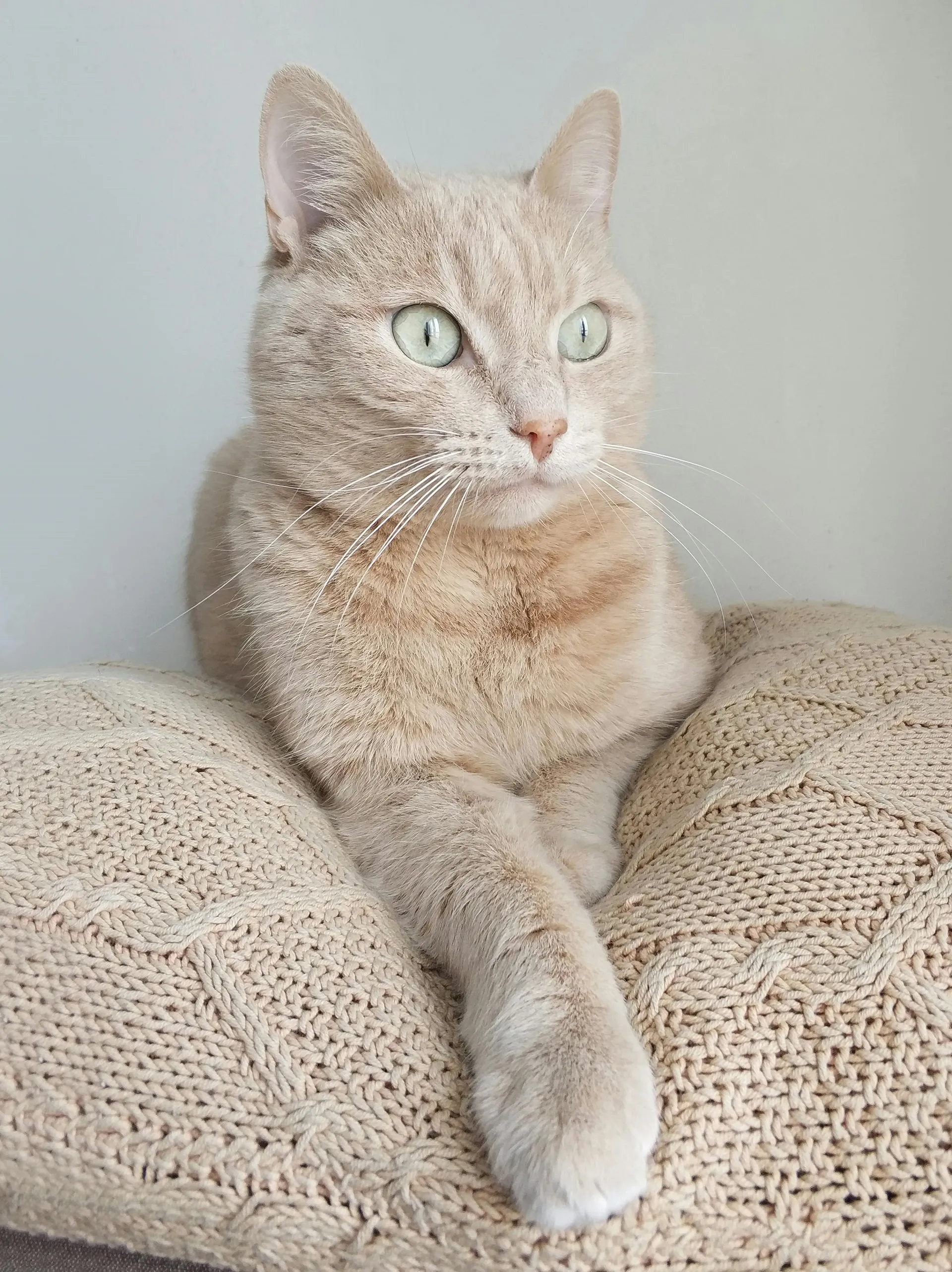 Whiskers - Maine Coon