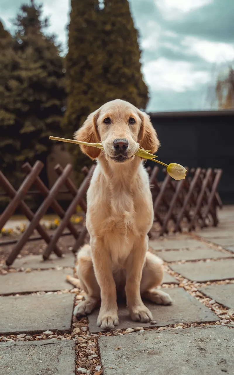 Buddy - Golden Retriever