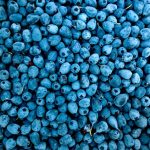 Abundance Berries Blueberries