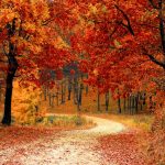 Nature Red Forest Leaves