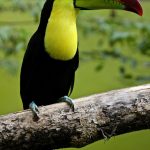 Toucan Bird Parrot