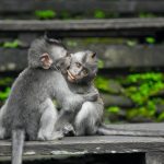 Two Gray Monkey