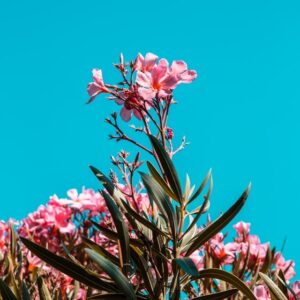 Summervibes in the gardens of France