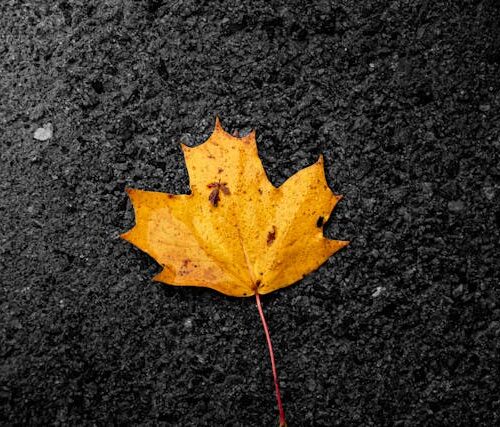 Leaf