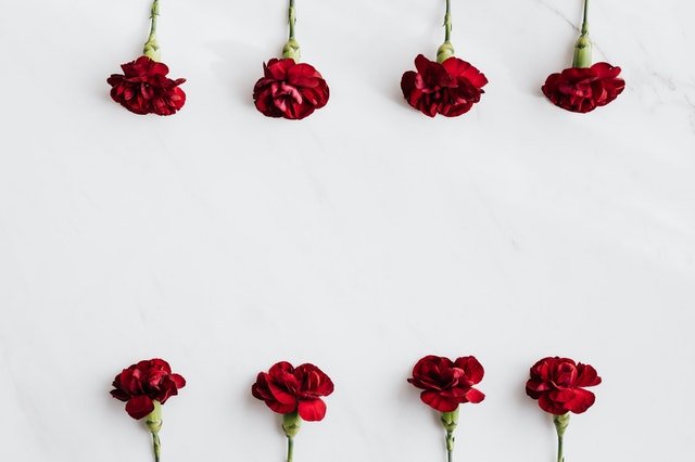 Carnation Flowers