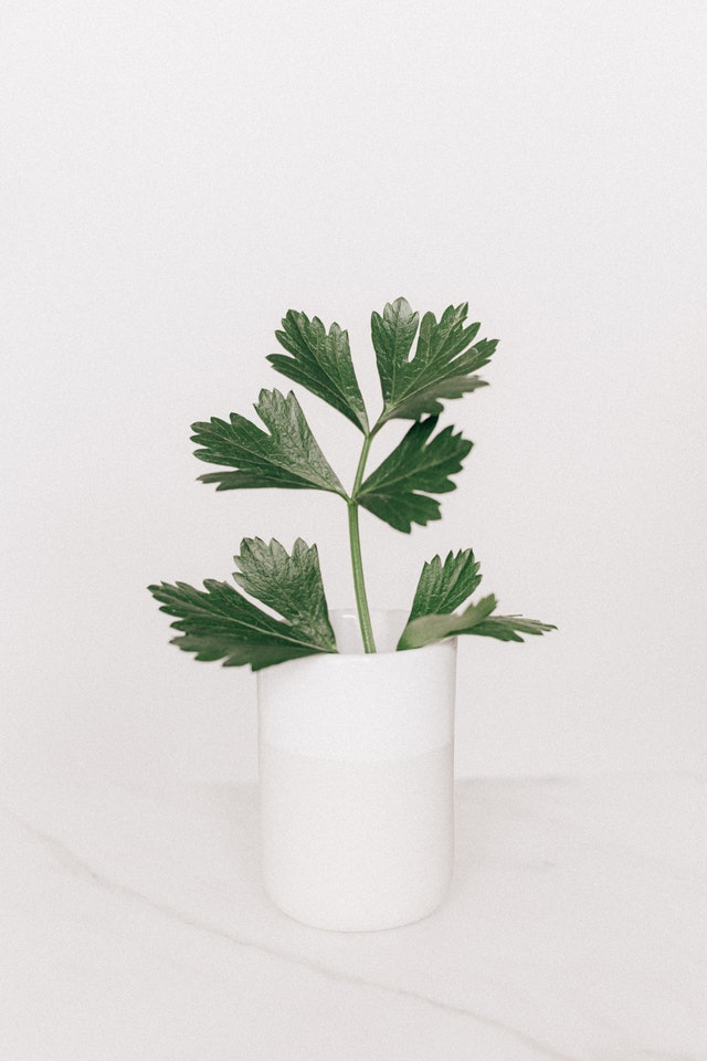Green Plant