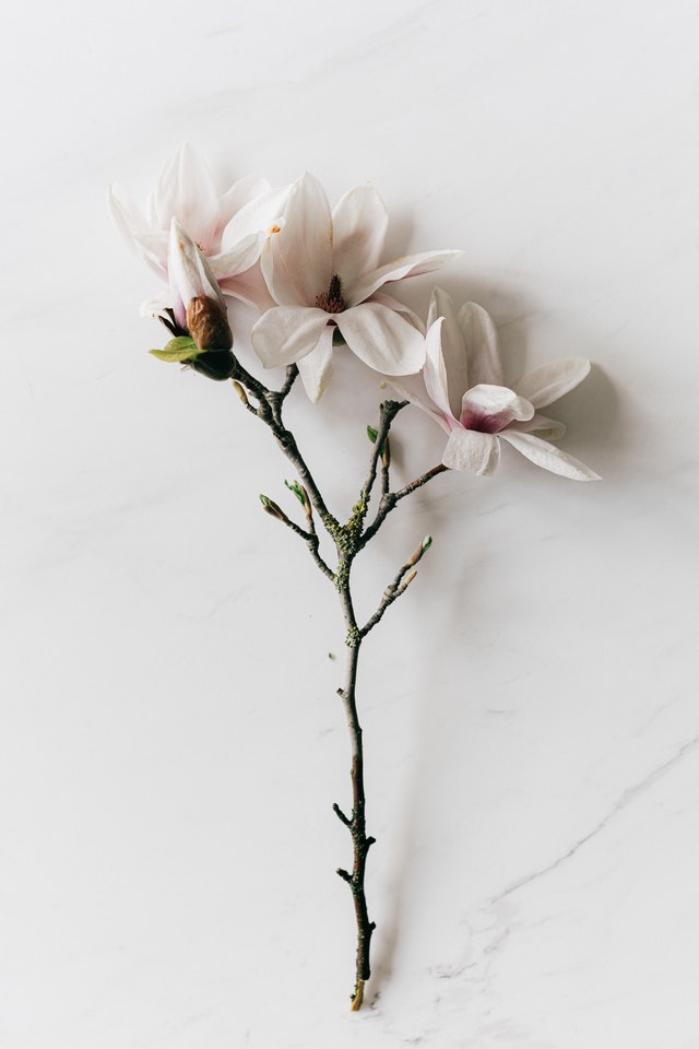 White Flowers