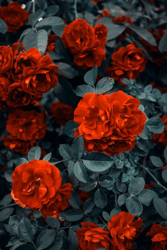 Crimson Garden