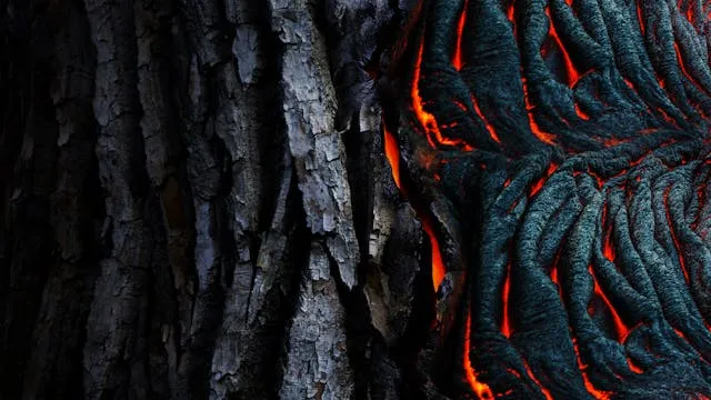 Fire & Bark