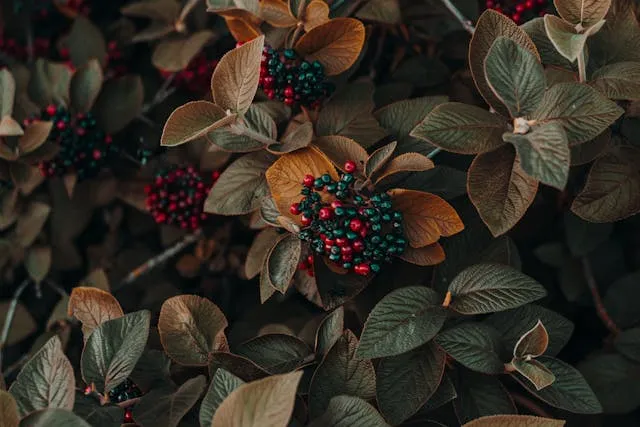 Moody Autumn Berries
