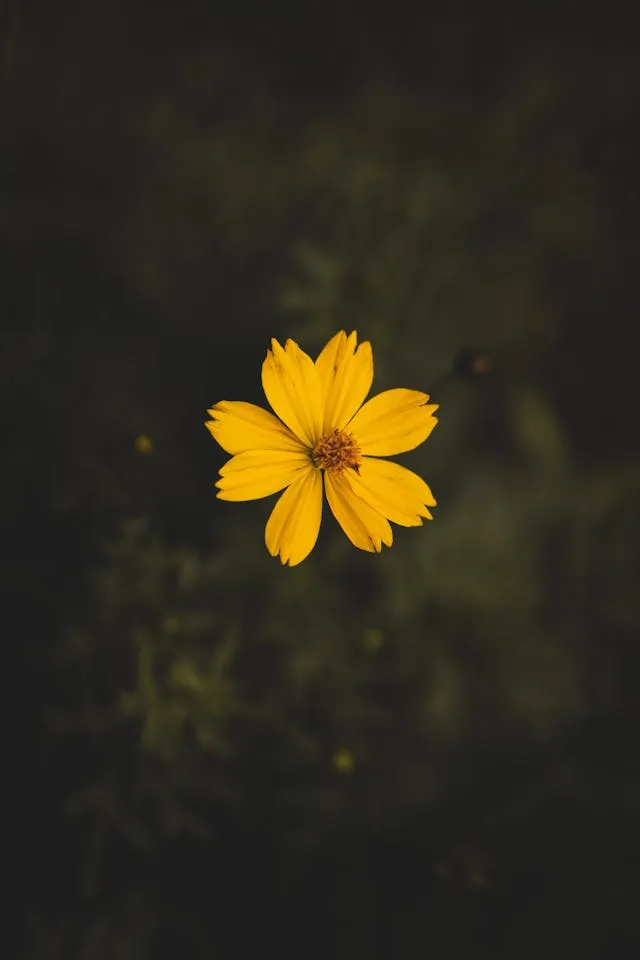 Solitary Gold