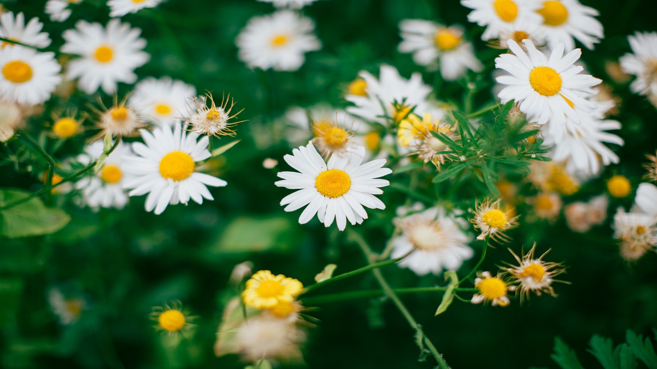 Yellow Flowers