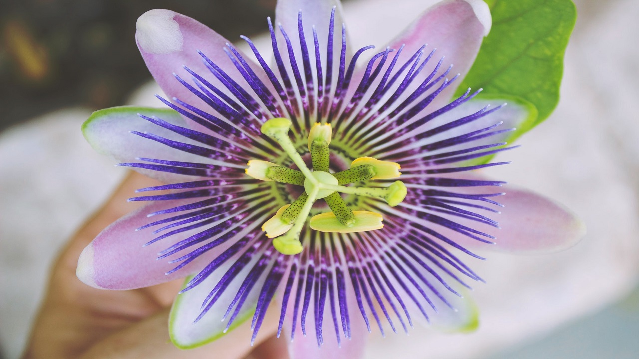 Wild Flower