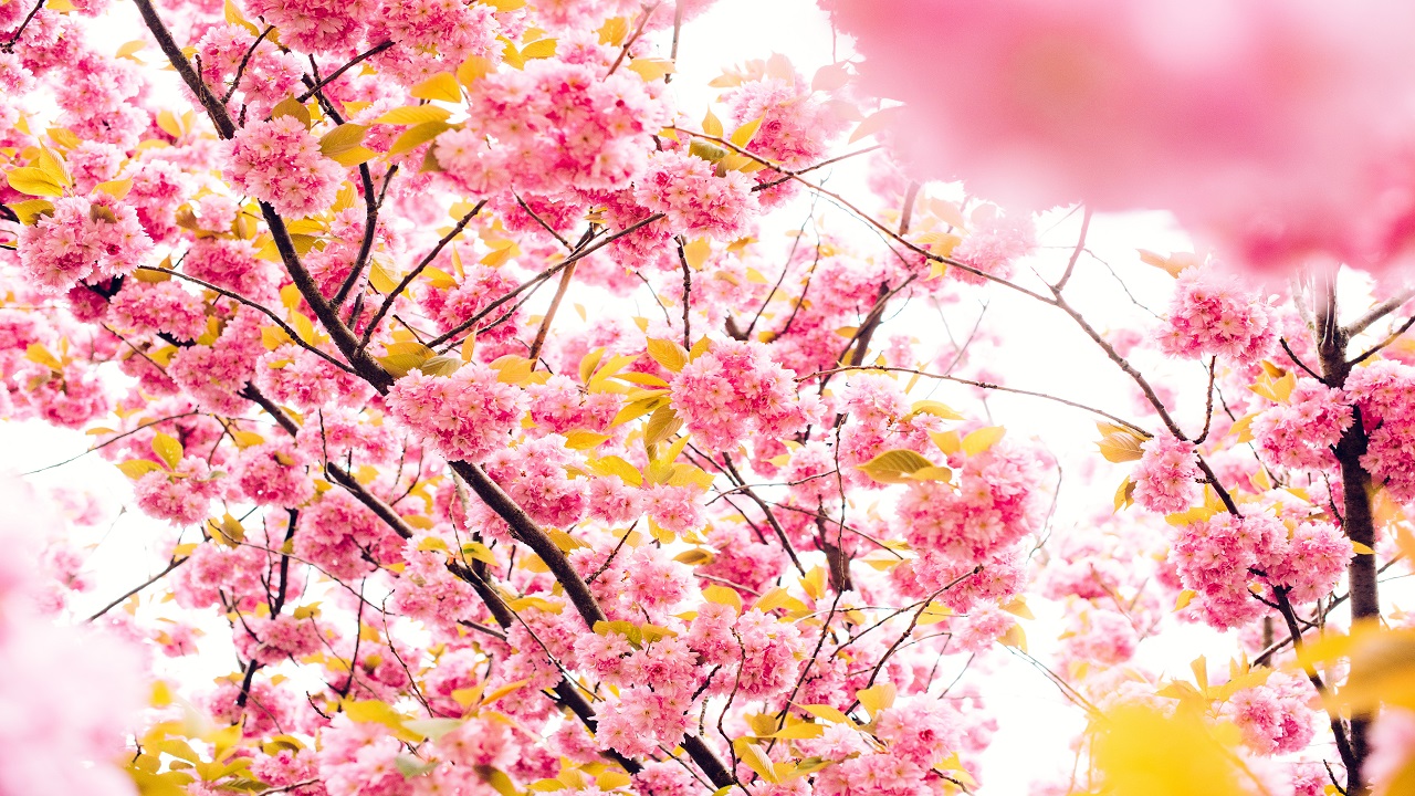 Pink Flowers