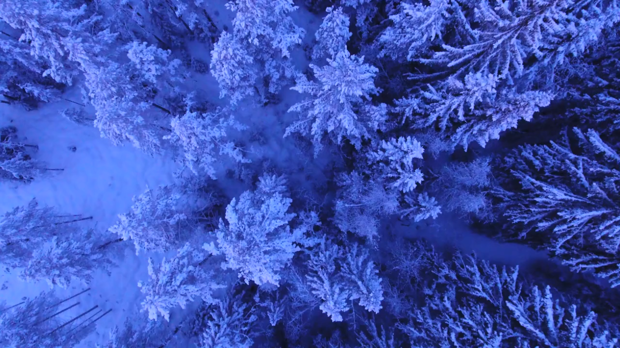 Self-Hosted Video - Snowy Trees