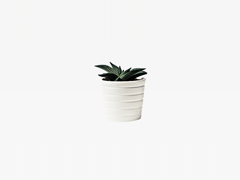 Plants Pots
