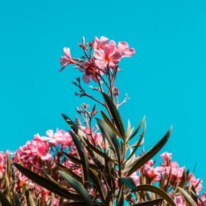 Summervibes in the gardens of France