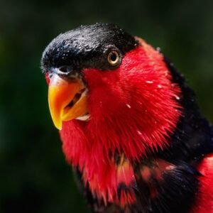 Cartoon Network – NEW NEW NEW NEW Continuity (January 5, 2018)