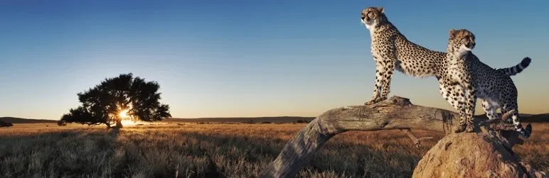 Cache Pligin for WordPress Websites - WP Fastest Cache